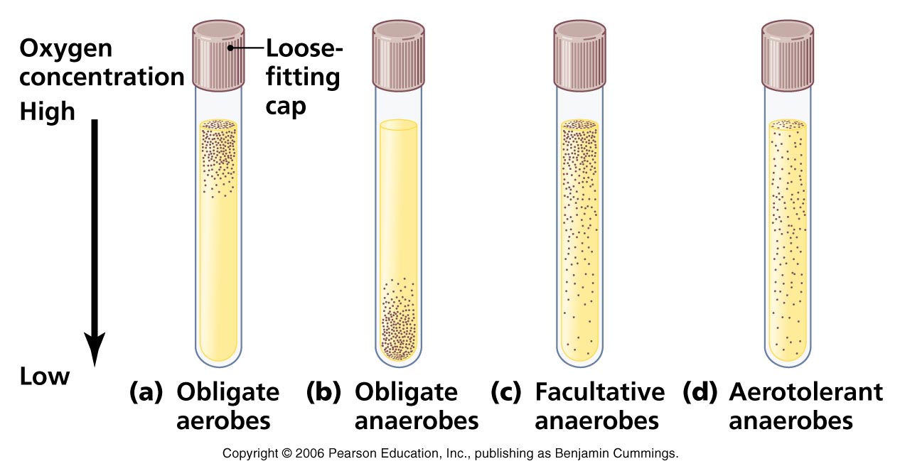 What is anaerobic bacteria?